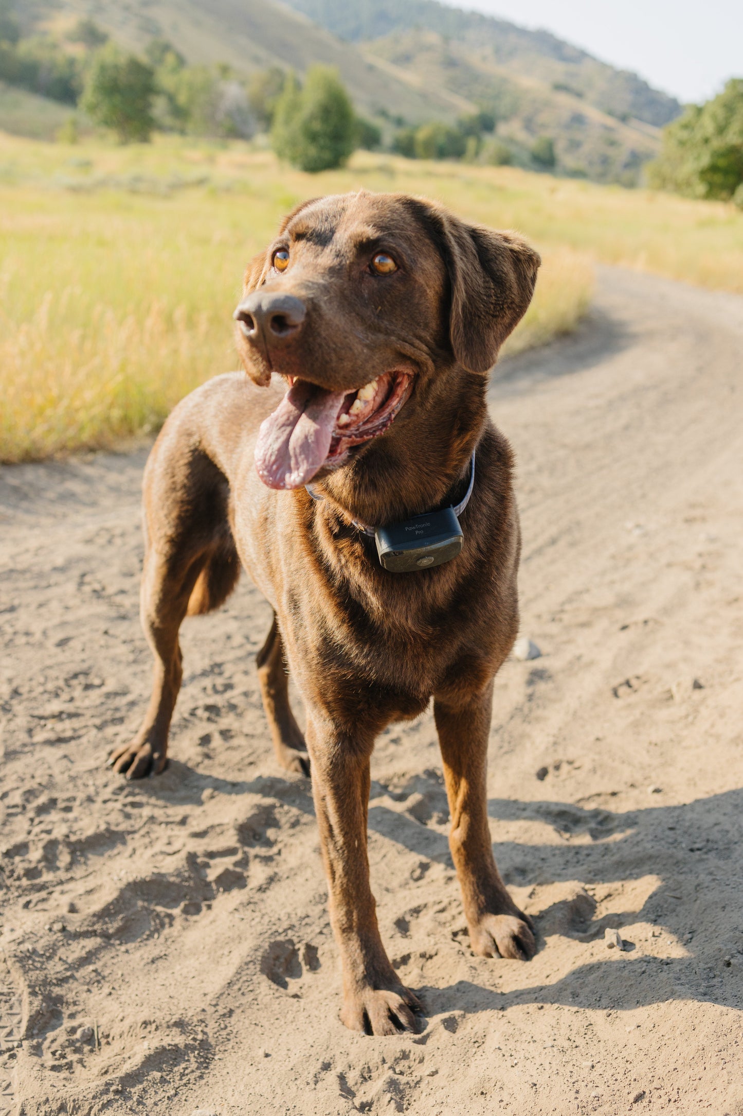 Pawtronic Pro Series - Wireless GPS Dog Fence